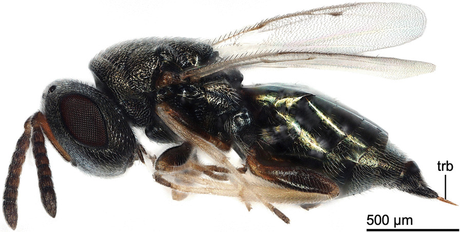 Terebra steering in chalcidoid wasps.