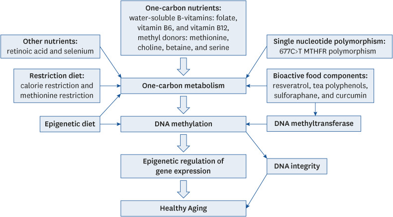 Modulation of DNA methylation by one-carbon metabolism: a milestone for healthy aging.