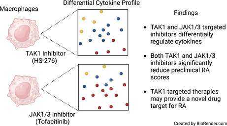 Delineation of the distinct inflammatory signaling roles of TAK1 and JAK1/3 in the CIA model of rheumatoid arthritis.