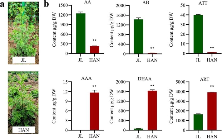 Promoter variations in DBR2-like affect artemisinin production in different chemotypes of <i>Artemisia annua</i>.