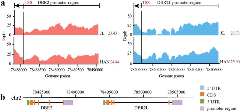 Promoter variations in DBR2-like affect artemisinin production in different chemotypes of <i>Artemisia annua</i>.