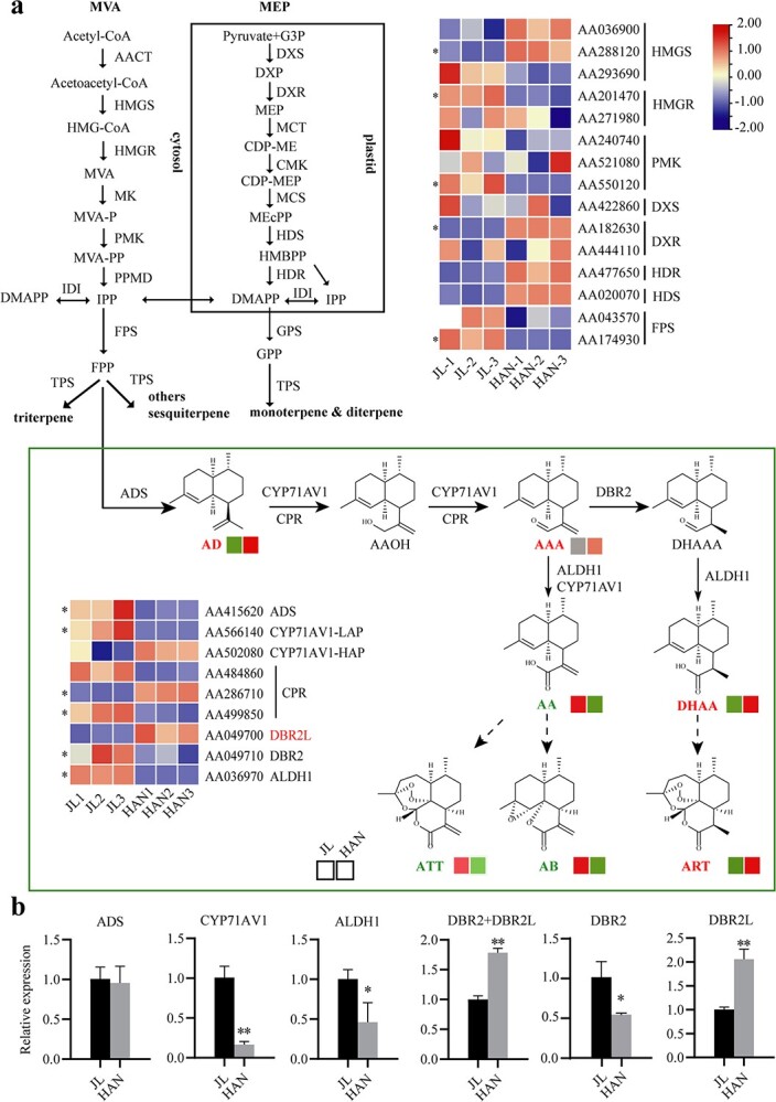 Promoter variations in DBR2-like affect artemisinin production in different chemotypes of <i>Artemisia annua</i>.