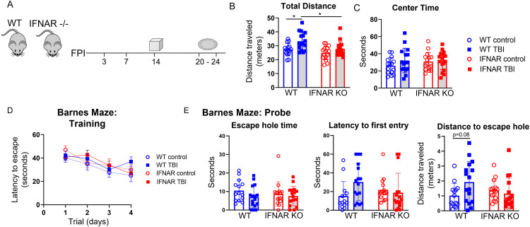 Selective neuroimmune modulation by type I interferon drives neuropathology and neurologic dysfunction following traumatic brain injury.