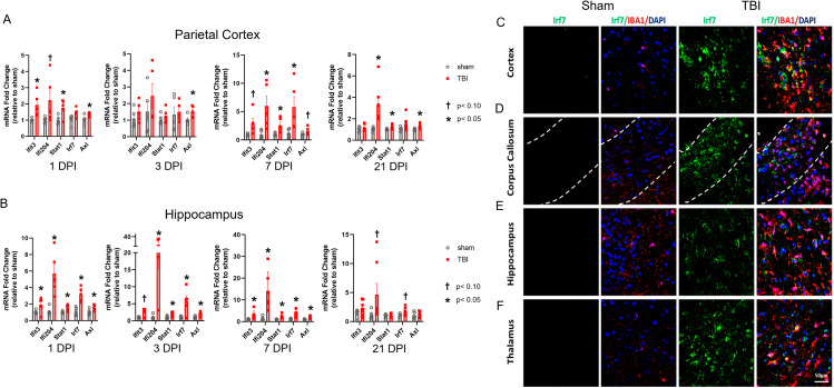 Selective neuroimmune modulation by type I interferon drives neuropathology and neurologic dysfunction following traumatic brain injury.