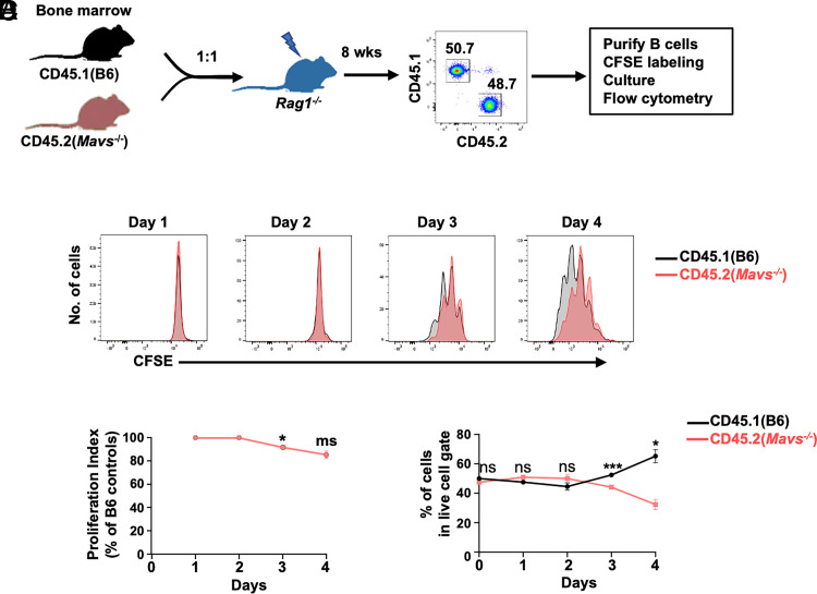 MAVS Positively Regulates Mitochondrial Integrity and Metabolic Fitness in B Cells.