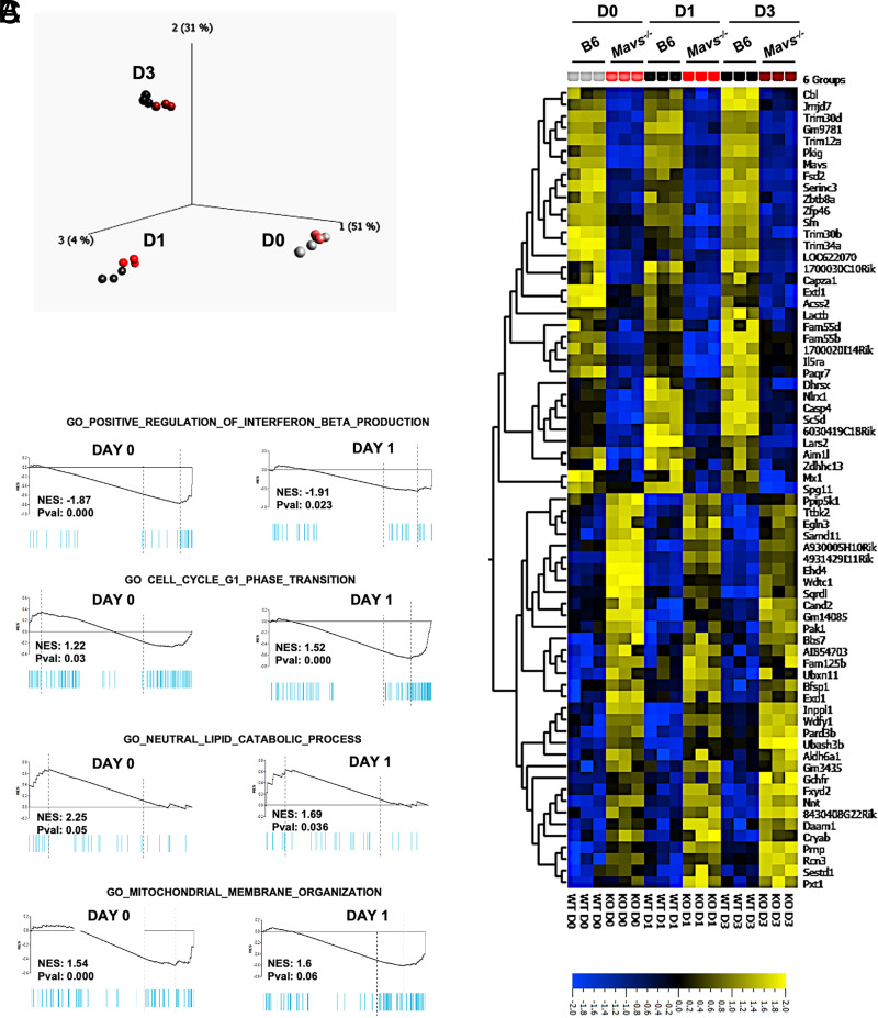 MAVS Positively Regulates Mitochondrial Integrity and Metabolic Fitness in B Cells.