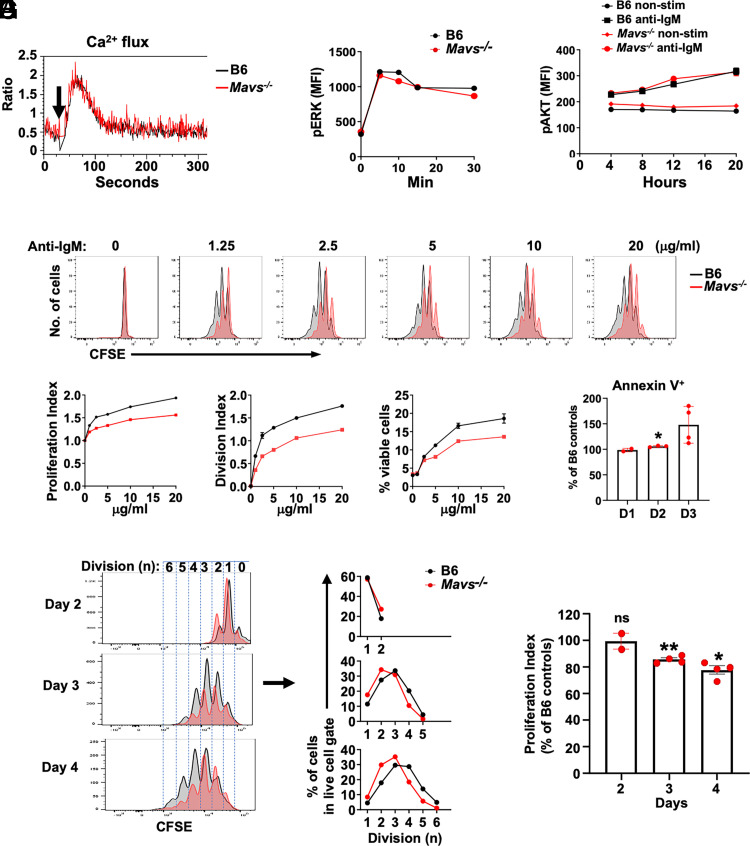 MAVS Positively Regulates Mitochondrial Integrity and Metabolic Fitness in B Cells.