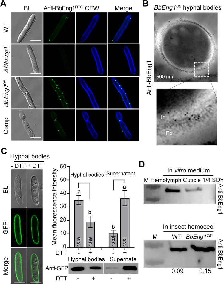 Insect fungal pathogens secrete a cell wall-associated glucanase that acts to help avoid recognition by the host immune system.