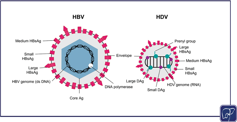 Hepatitis Delta Infection: A Clinical Review.