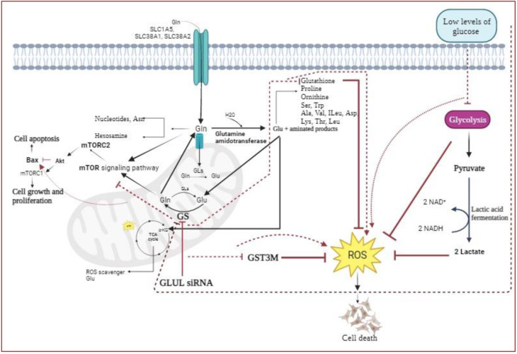 <i>GLUL</i> gene knockdown and restricted glucose level show synergistic inhibitory effect on the luminal subtype breast cancer MCF7 cells' proliferation and metastasis.