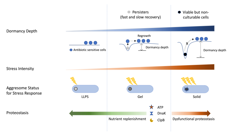 Combatting persister cells: The daunting task in post-antibiotics era