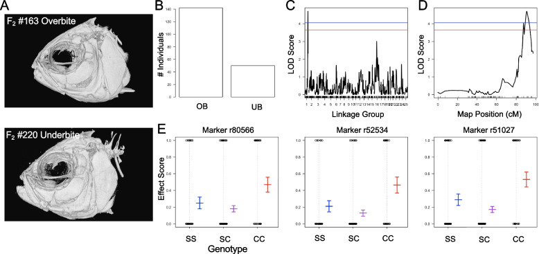 Genetic mapping of craniofacial traits in the Mexican tetra reveals loci associated with bite differences between cave and surface fish.