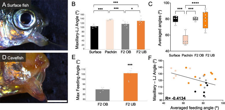 Genetic mapping of craniofacial traits in the Mexican tetra reveals loci associated with bite differences between cave and surface fish.