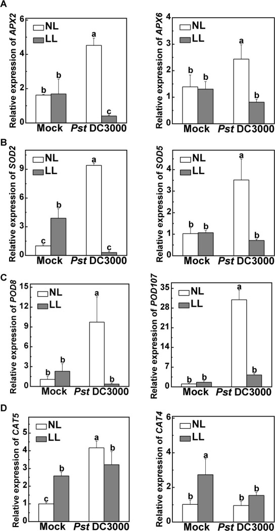 Transcriptomic and genetic approaches reveal that low-light-induced disease susceptibility is related to cellular oxidative stress in tomato.