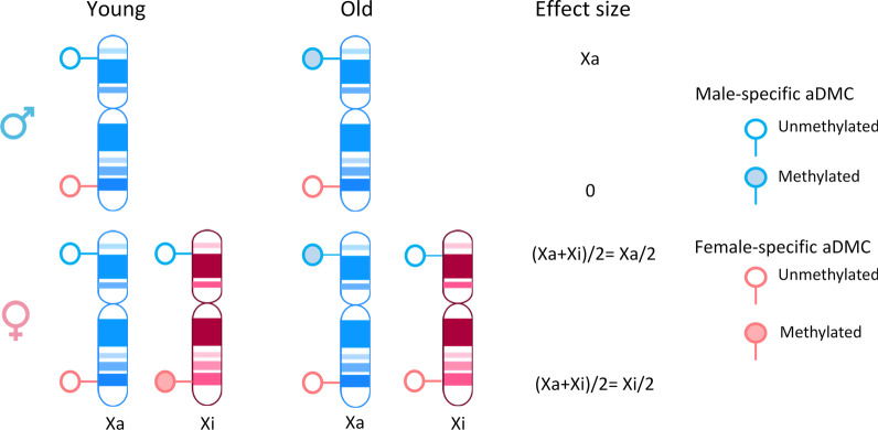 The inactive X chromosome accumulates widespread epigenetic variability with age.