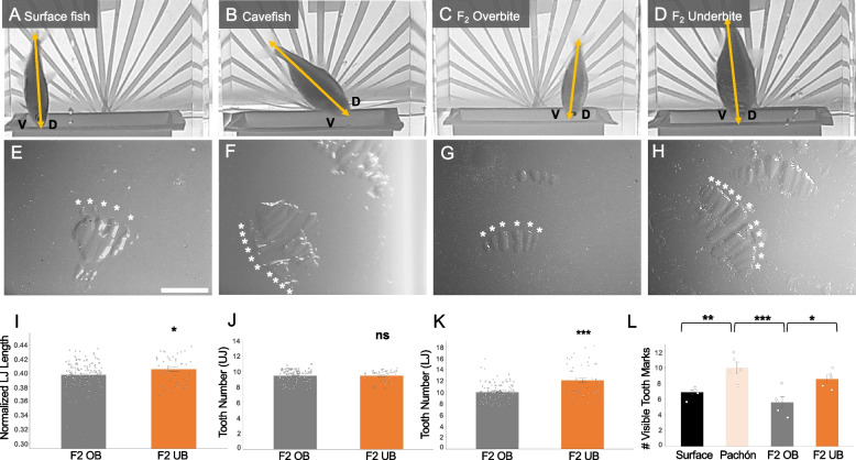 Genetic mapping of craniofacial traits in the Mexican tetra reveals loci associated with bite differences between cave and surface fish.