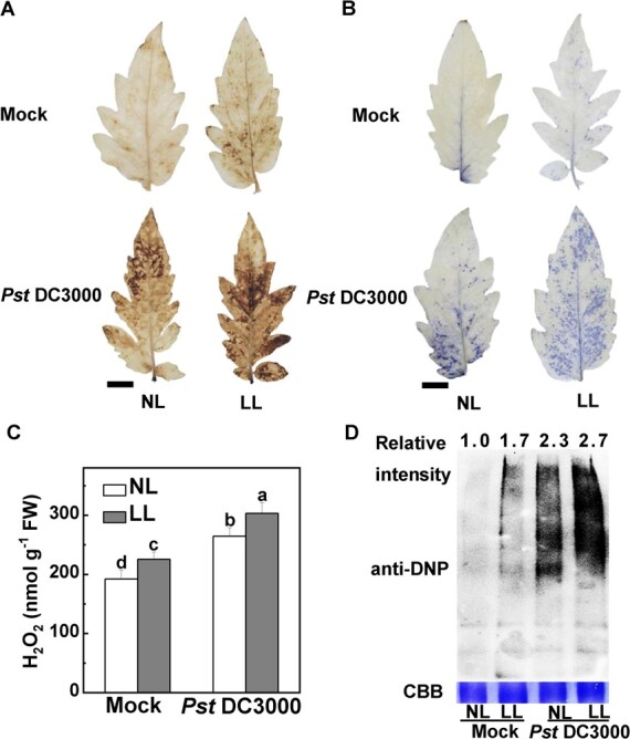 Transcriptomic and genetic approaches reveal that low-light-induced disease susceptibility is related to cellular oxidative stress in tomato.