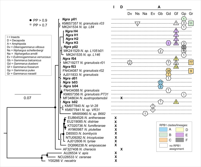 Widespread infection, diversification and old host associations of Nosema Microsporidia in European freshwater gammarids (Amphipoda).