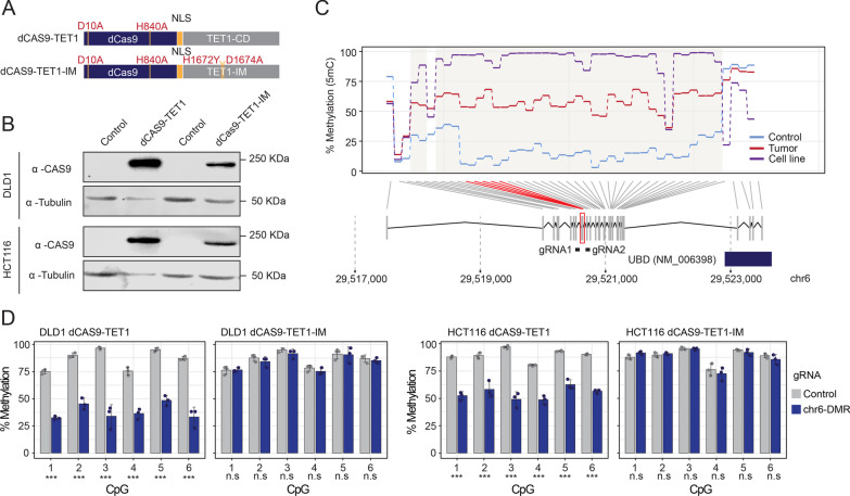 CRISPR/dCAS9-mediated DNA demethylation screen identifies functional epigenetic determinants of colorectal cancer.