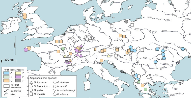 Widespread infection, diversification and old host associations of Nosema Microsporidia in European freshwater gammarids (Amphipoda).