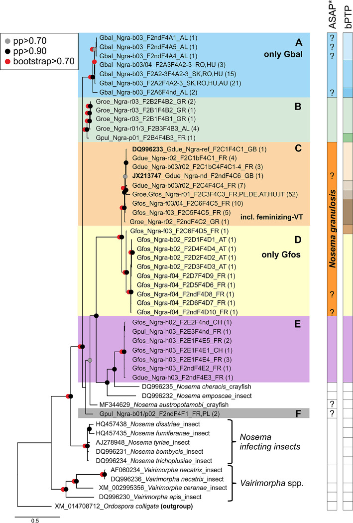 Widespread infection, diversification and old host associations of Nosema Microsporidia in European freshwater gammarids (Amphipoda).