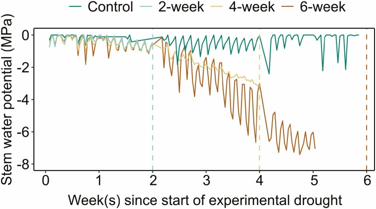 Starch depletion in the xylem and phloem ray parenchyma of grapevine stems under drought.