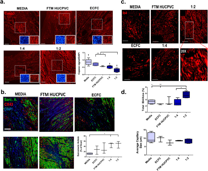 Combination human umbilical cord perivascular and endothelial colony forming cell therapy for ischemic cardiac injury.