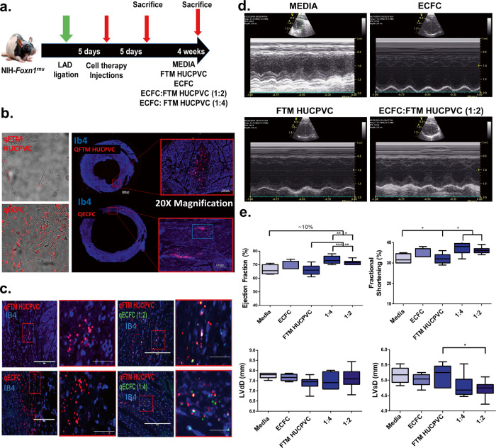 Combination human umbilical cord perivascular and endothelial colony forming cell therapy for ischemic cardiac injury.