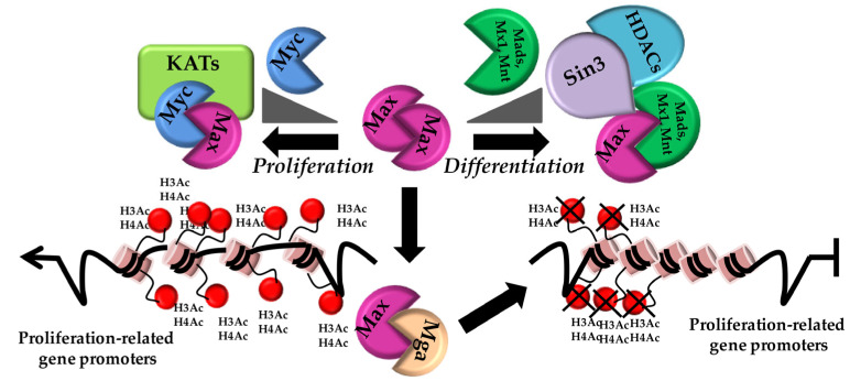 Myc beyond Cancer: Regulation of Mammalian Tissue Regeneration.