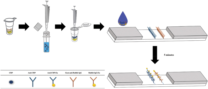 Development and clinical evaluation of a quantitative fluorescent immunoassay for detecting canine CRP.