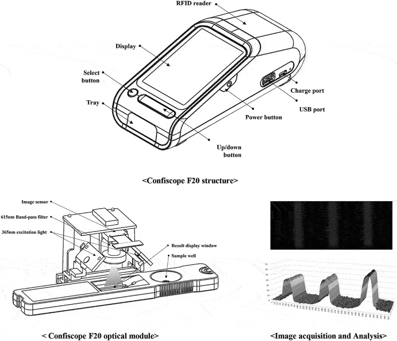 Development and clinical evaluation of a quantitative fluorescent immunoassay for detecting canine CRP.