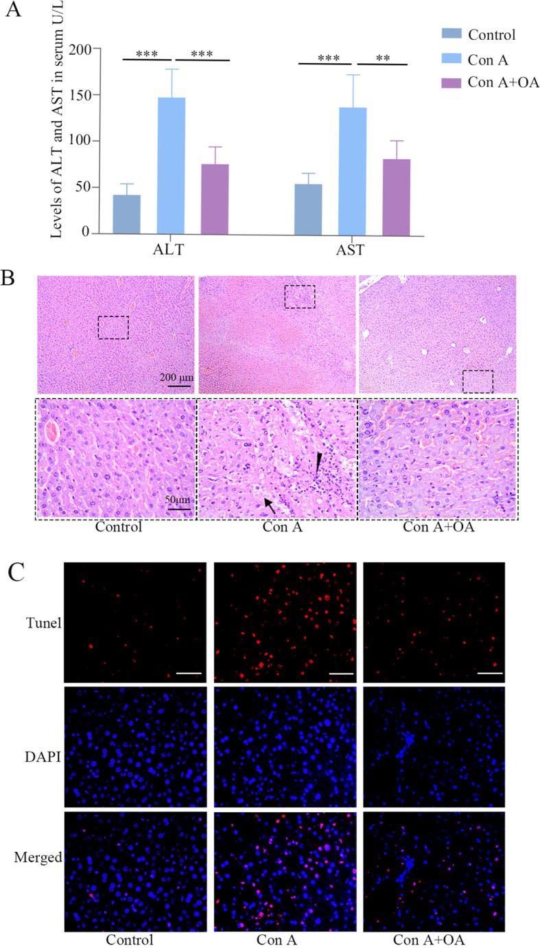 Oroxylin A inhibited autoimmune hepatitis-induced liver injury and shifted Treg/Th17 balance to Treg differentiation.