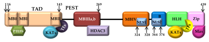 Myc beyond Cancer: Regulation of Mammalian Tissue Regeneration.