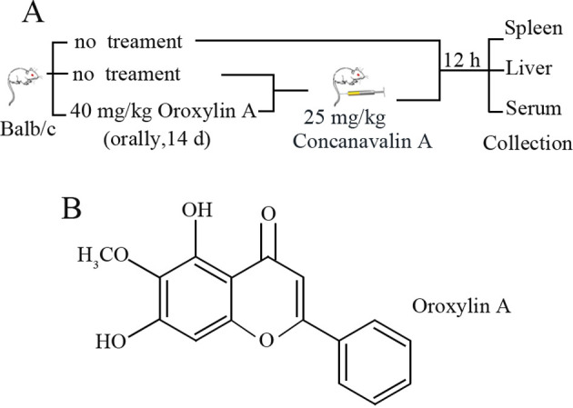 Oroxylin A inhibited autoimmune hepatitis-induced liver injury and shifted Treg/Th17 balance to Treg differentiation.