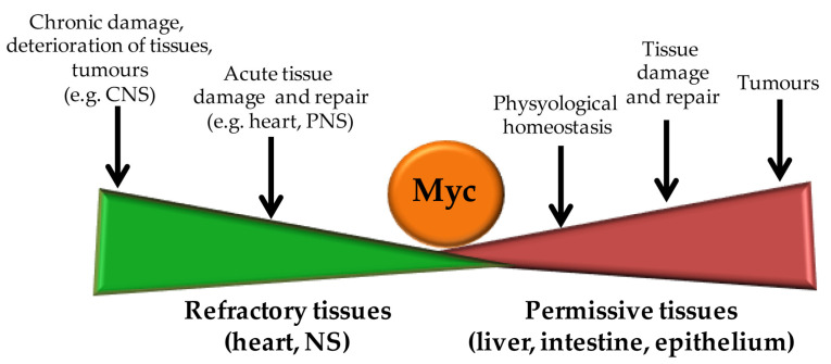 Myc beyond Cancer: Regulation of Mammalian Tissue Regeneration.