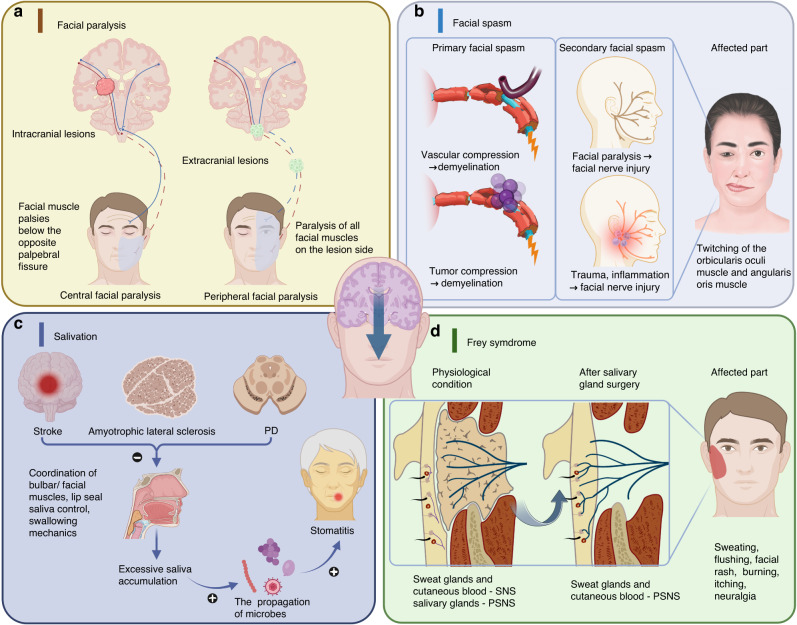 The interaction between the nervous system and the stomatognathic system: from development to diseases.