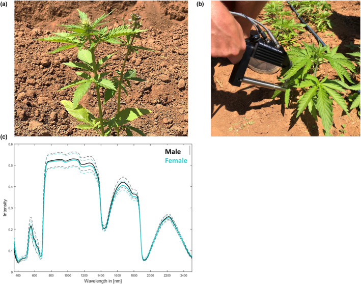 Non-invasive assessment of cultivar and sex of <i>Cannabis sativa</i> L. by means of hyperspectral measurement.