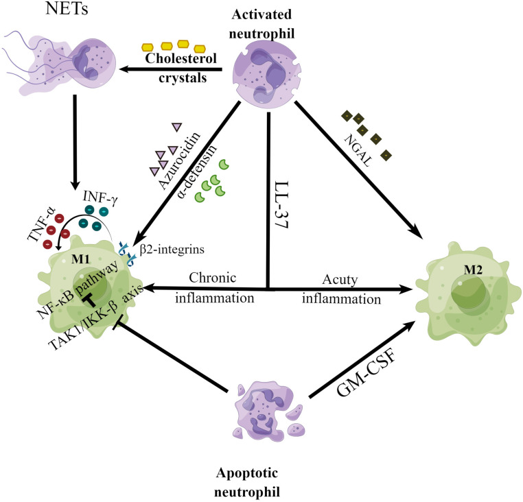 Role of neutrophils in different stages of atherosclerosis.