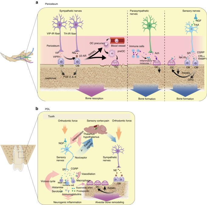 The interaction between the nervous system and the stomatognathic system: from development to diseases.