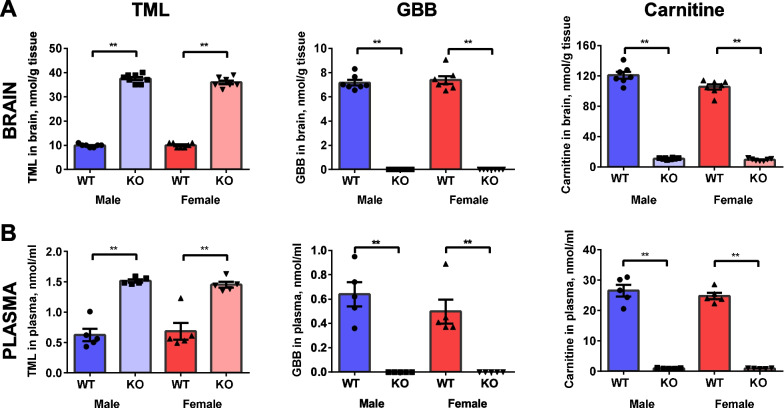 Knockout of Tmlhe in mice is not associated with autism spectrum disorder phenotypes or motor dysfunction despite low carnitine levels.