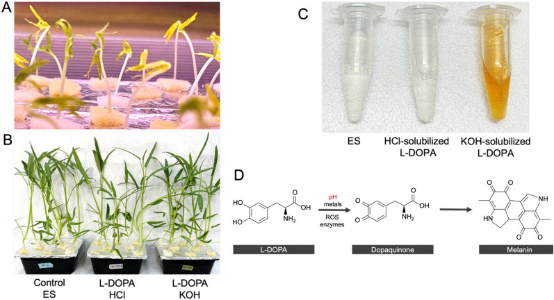 L-DOPA induces iron accumulation in roots of Ipomoea aquatica and Arabidopsis thaliana in a pH-dependent manner.