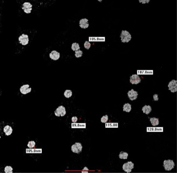 Nematicidal Properties of Chitosan Nanoformulation.