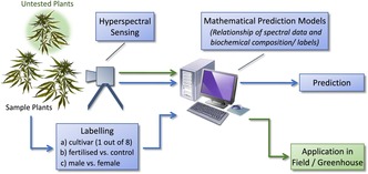 Non-invasive assessment of cultivar and sex of <i>Cannabis sativa</i> L. by means of hyperspectral measurement.