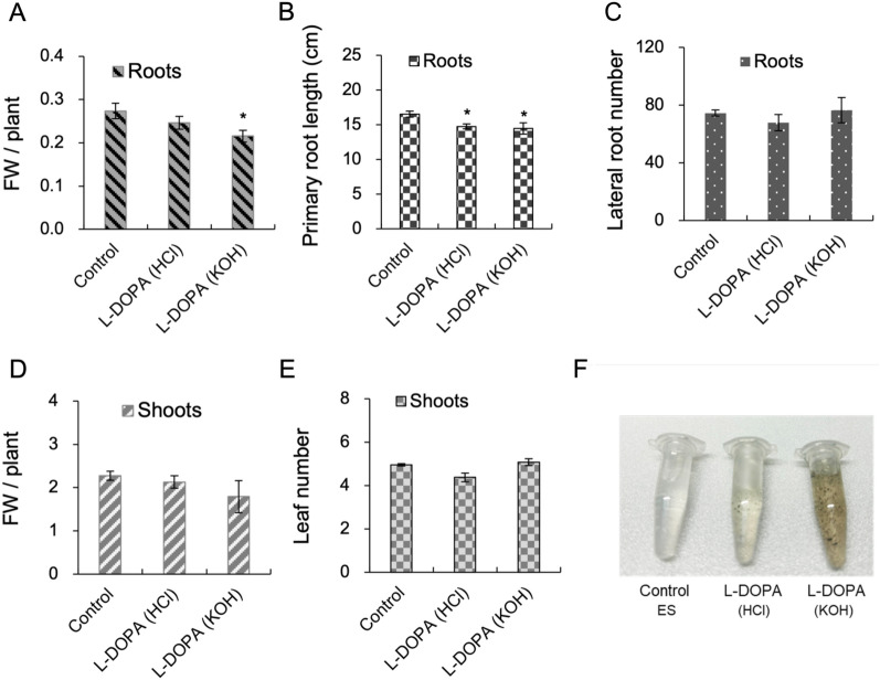 L-DOPA induces iron accumulation in roots of Ipomoea aquatica and Arabidopsis thaliana in a pH-dependent manner.