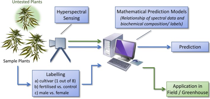 Non-invasive assessment of cultivar and sex of <i>Cannabis sativa</i> L. by means of hyperspectral measurement.