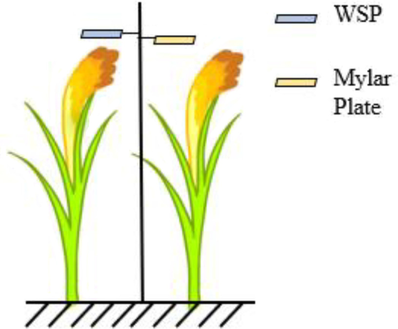 Evaluation of the droplet deposition and control effect of a special adjuvant for unmanned aerial vehicle (UAV) sprayers.