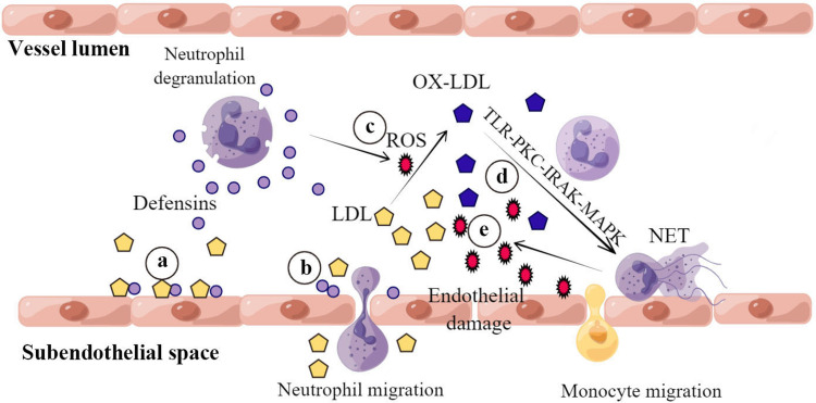 Role of neutrophils in different stages of atherosclerosis.