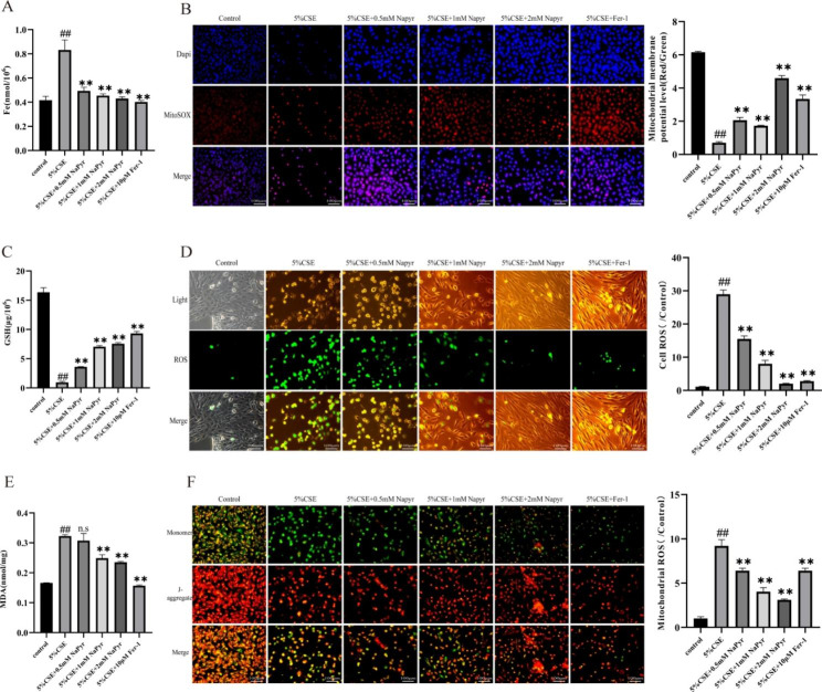 Sodium pyruvate exerts protective effects against cigarette smoke extract-induced ferroptosis in alveolar and bronchial epithelial cells through the GPX4/Nrf2 axis.