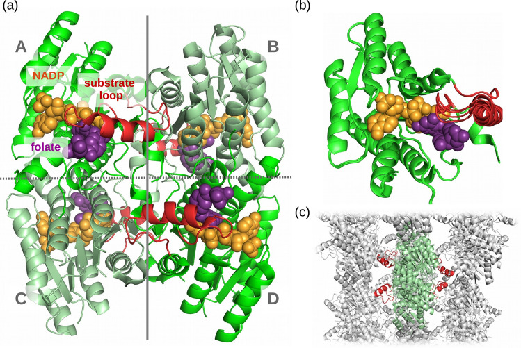 Structure and dynamics of pteridine reductase 1: the key phenomena relevant to enzyme function and drug design