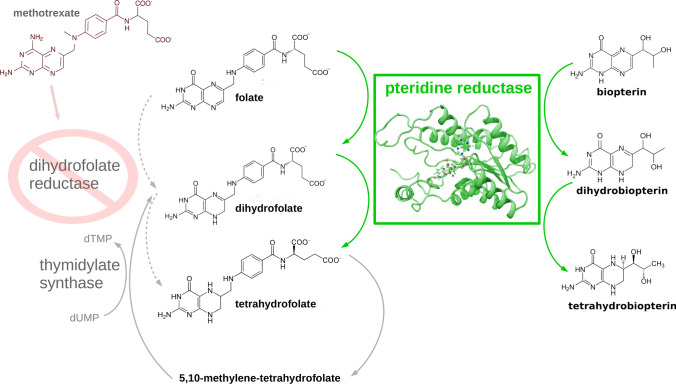 Structure and dynamics of pteridine reductase 1: the key phenomena relevant to enzyme function and drug design